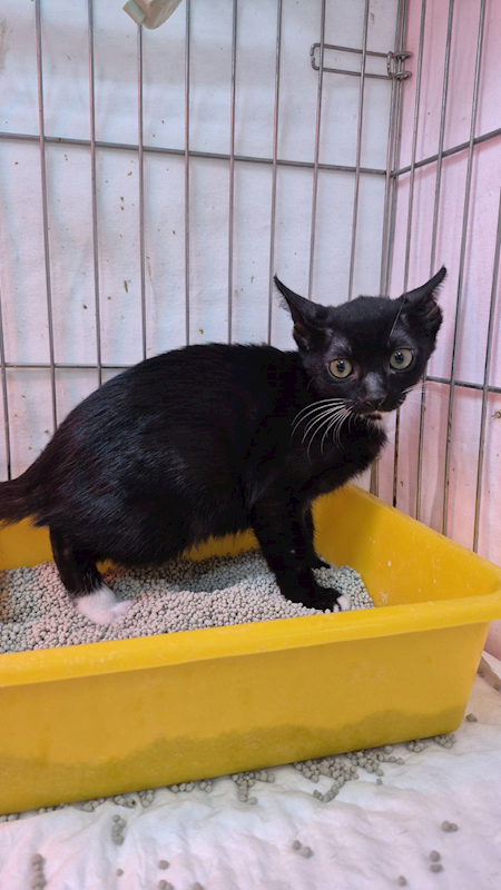 新北市八里區公立動物之家,編號:432389, 混種貓                 