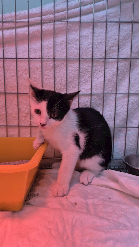 新北市八里區公立動物之家,編號:432394, 混種貓                 