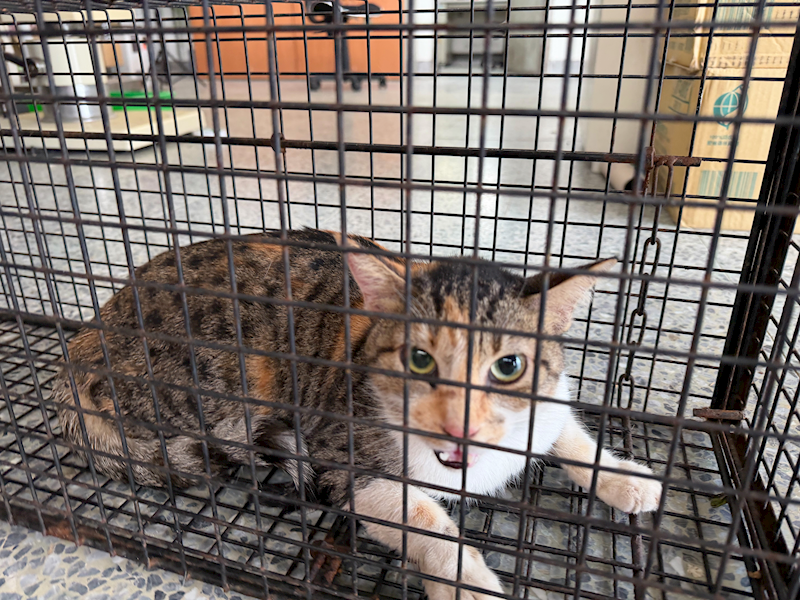 基隆市寵物銀行,編號:432602, 混種貓                 