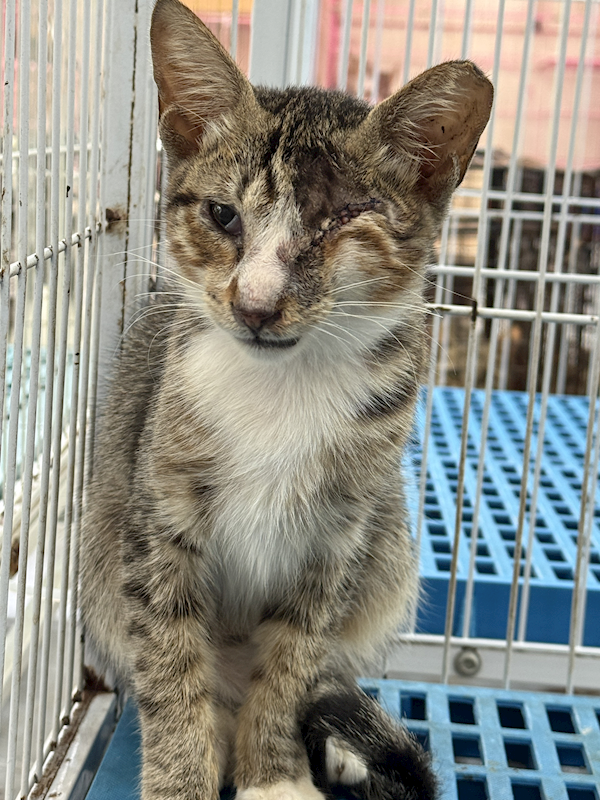 苗栗縣動物保護教育園區,編號:422798, 混種貓                 