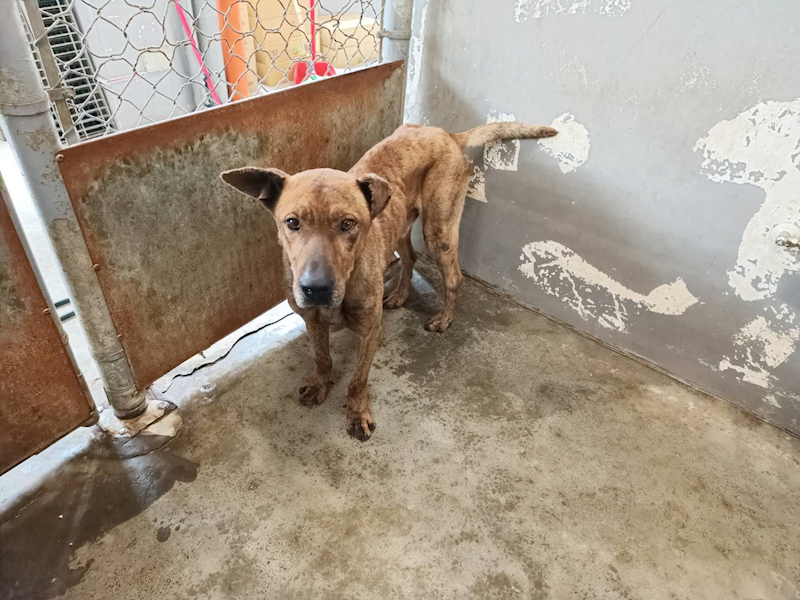 新竹市動物保護教育園區,編號:402003, 台灣犬