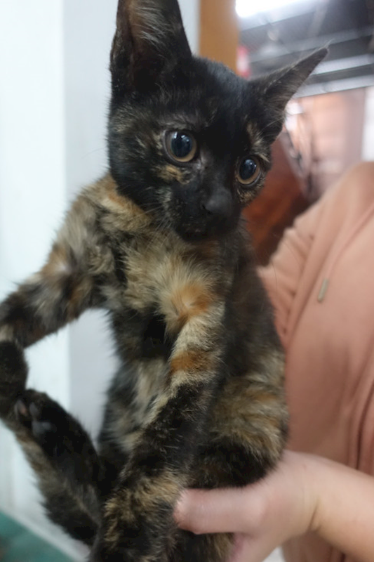 宜蘭縣流浪動物中途之家,編號:432577, 混種貓                 