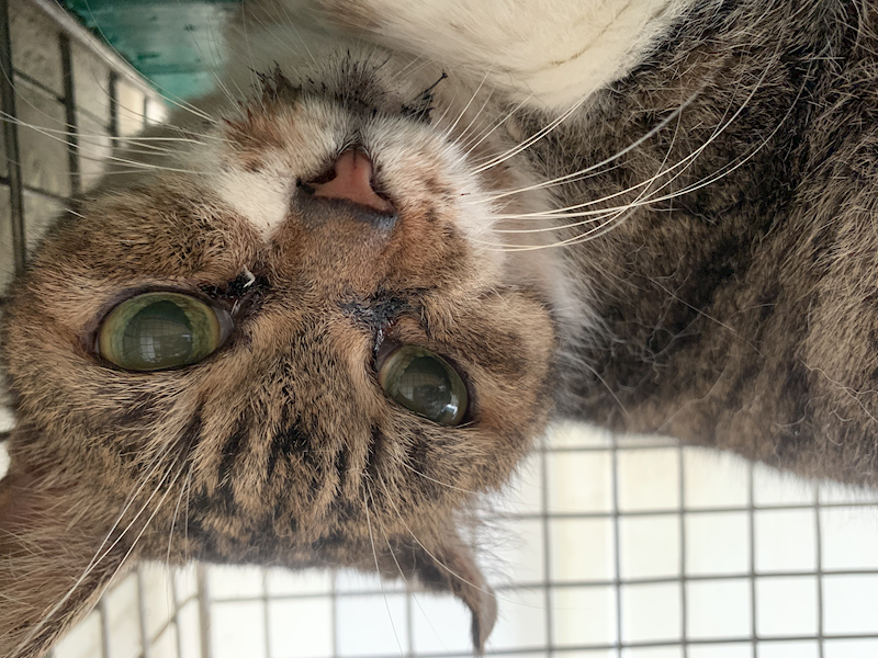 臺北市動物之家,編號:430516, 混種貓                 