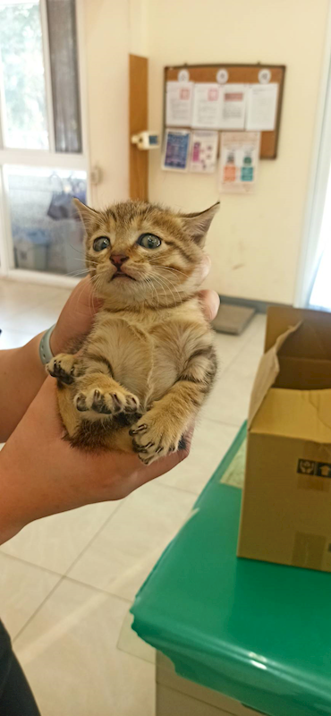 金門縣動物收容中心,編號:432662, 混種貓                 