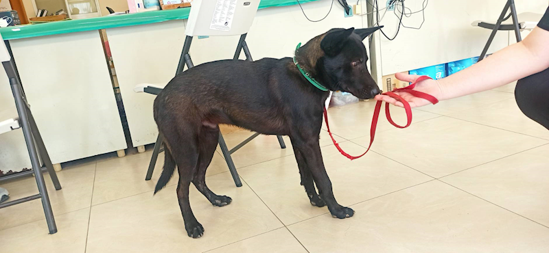 金門縣動物收容中心,編號:432648, 混種犬          