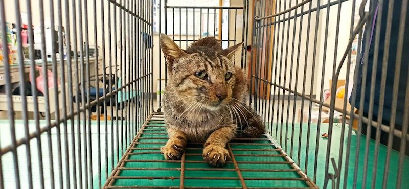 金門縣動物收容中心,編號:432646, 混種貓                 