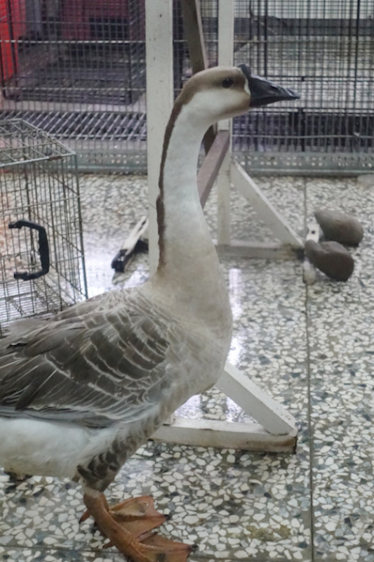 宜蘭縣流浪動物中途之家,編號:428805, 未確認