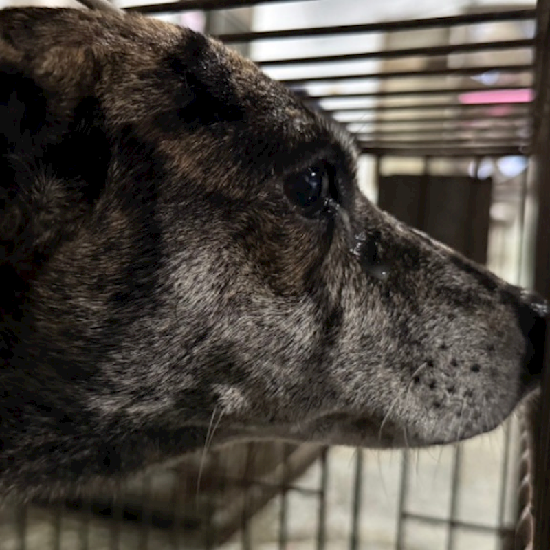 臺南市動物之家善化站,編號:432674, 混種犬          