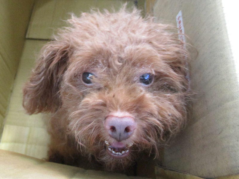 高雄市壽山動物保護教育園區,編號:419748, 貴賓犬        