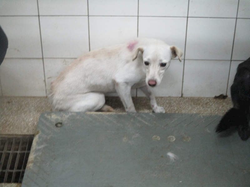 高雄市壽山動物保護教育園區,編號:418419, 混種犬          