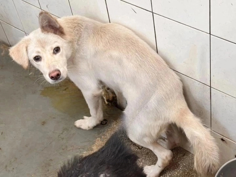 高雄市壽山動物保護教育園區,編號:432438, 混種犬          