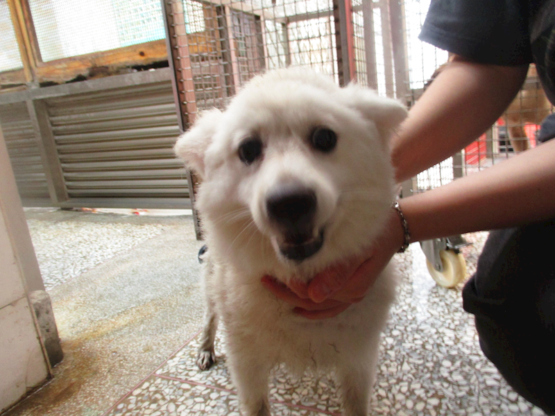 高雄市壽山動物保護教育園區,編號:417393, 日本狐狸犬