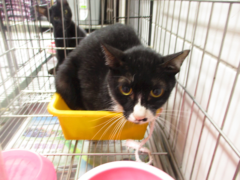 高雄市壽山動物保護教育園區,編號:415872, 混種貓                 