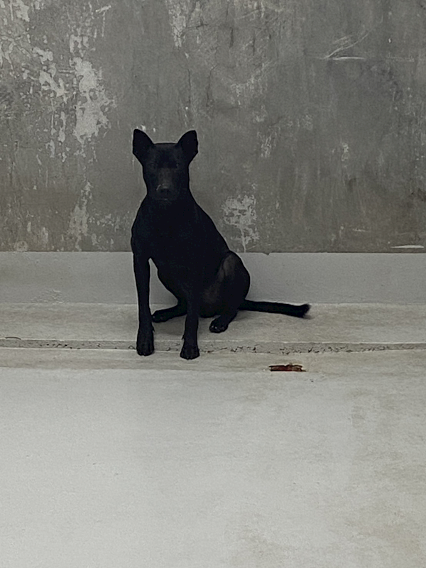 基隆市寵物銀行,編號:432574, 混種犬          