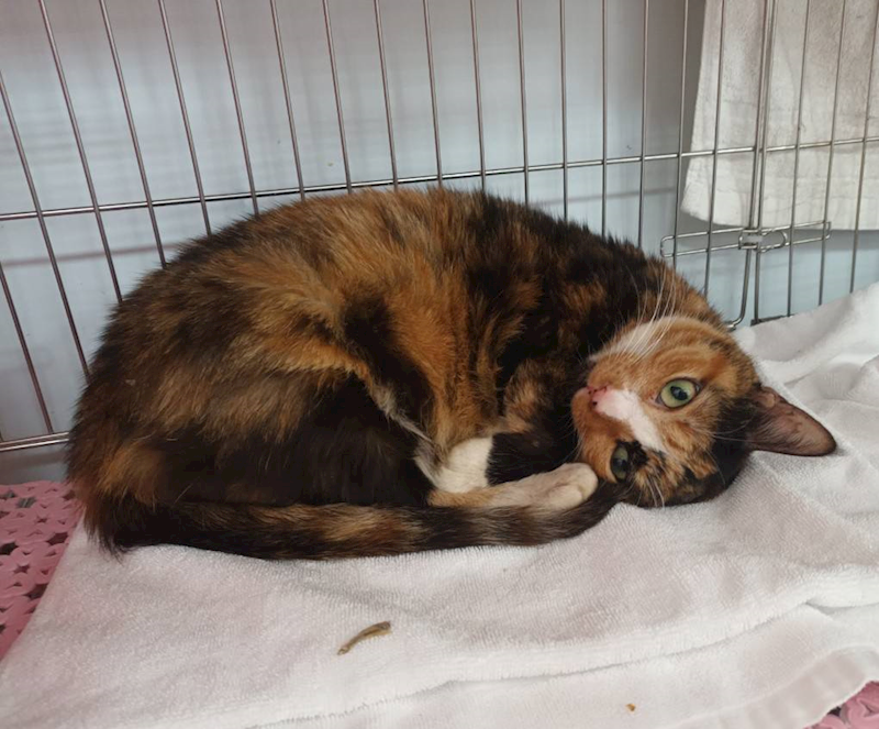 新北市板橋區公立動物之家,編號:432372, 混種貓                 