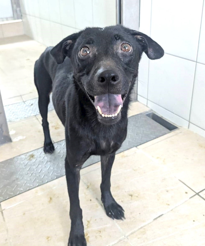 新竹縣動物保護教育園區,編號:419759, 混種犬          