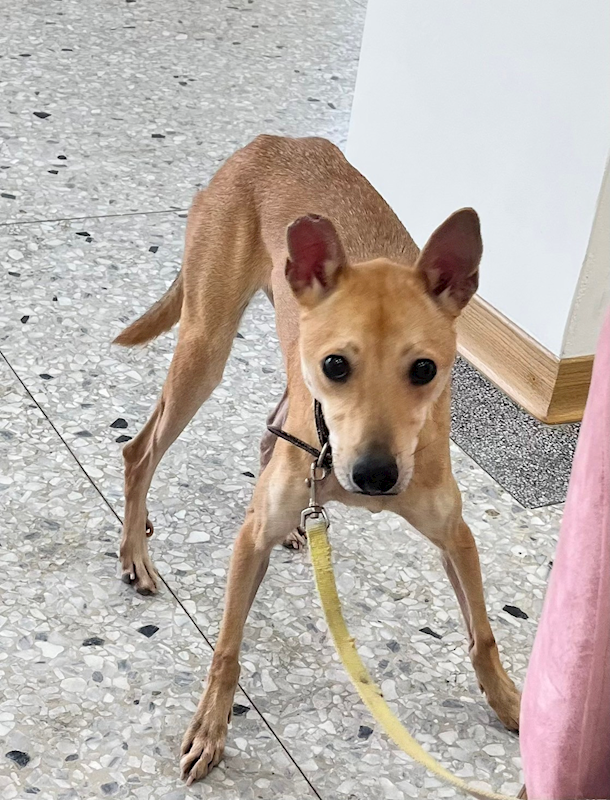 花蓮縣狗貓躍動園區,編號:340159, 混種犬          