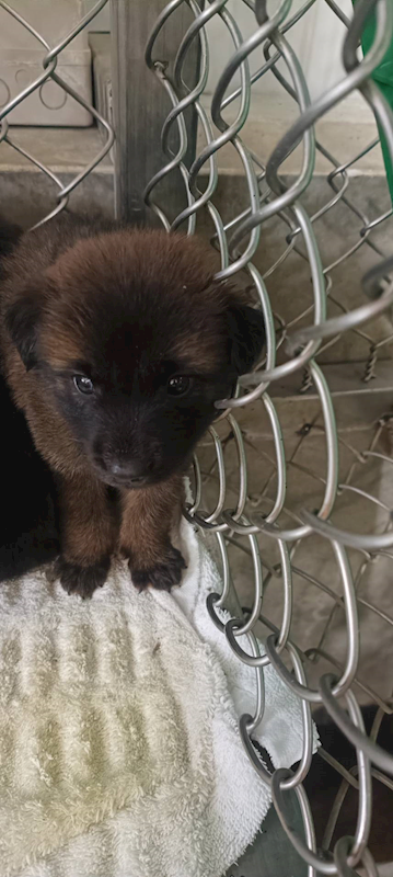 臺東縣動物收容中心,編號:432300, 混種犬          