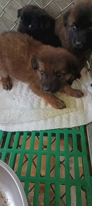 臺東縣動物收容中心,編號:432302, 混種犬          