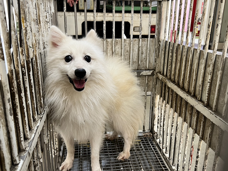 桃園市動物保護教育園區,編號:432745, 日本狐狸犬