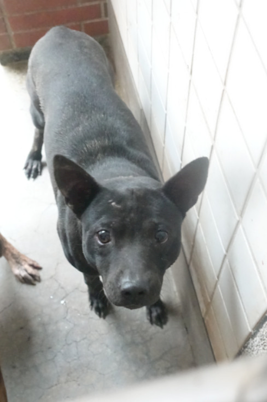 宜蘭縣流浪動物中途之家,編號:432637, 混種犬          