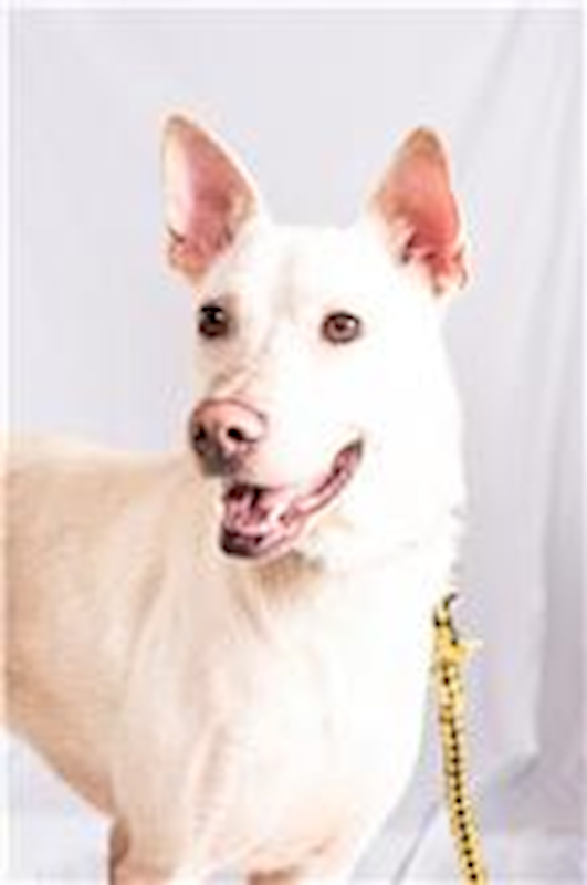 臺北市動物之家,編號:31442, 混種犬          