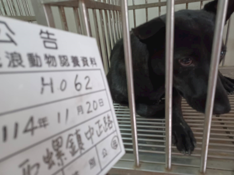 雲林縣流浪動物收容所,編號:432150, 混種犬          