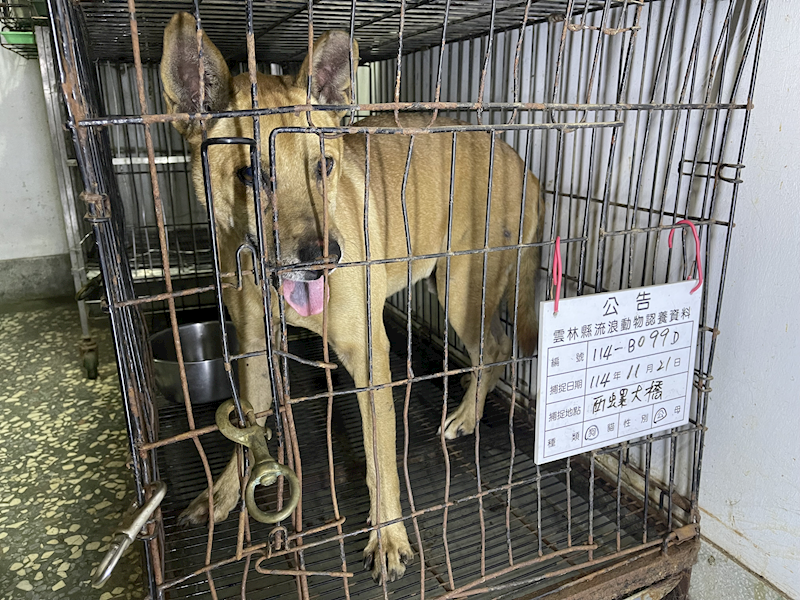 雲林縣流浪動物收容所,編號:432148, 混種犬          