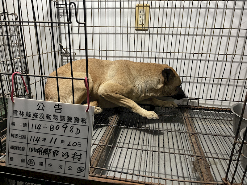 雲林縣流浪動物收容所,編號:432147, 混種犬          