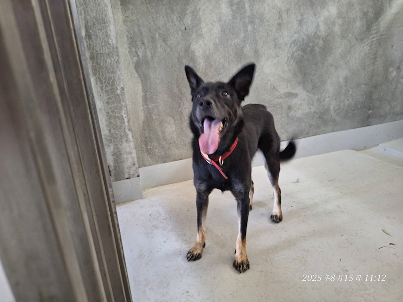 基隆市寵物銀行,編號:418404, 混種犬          