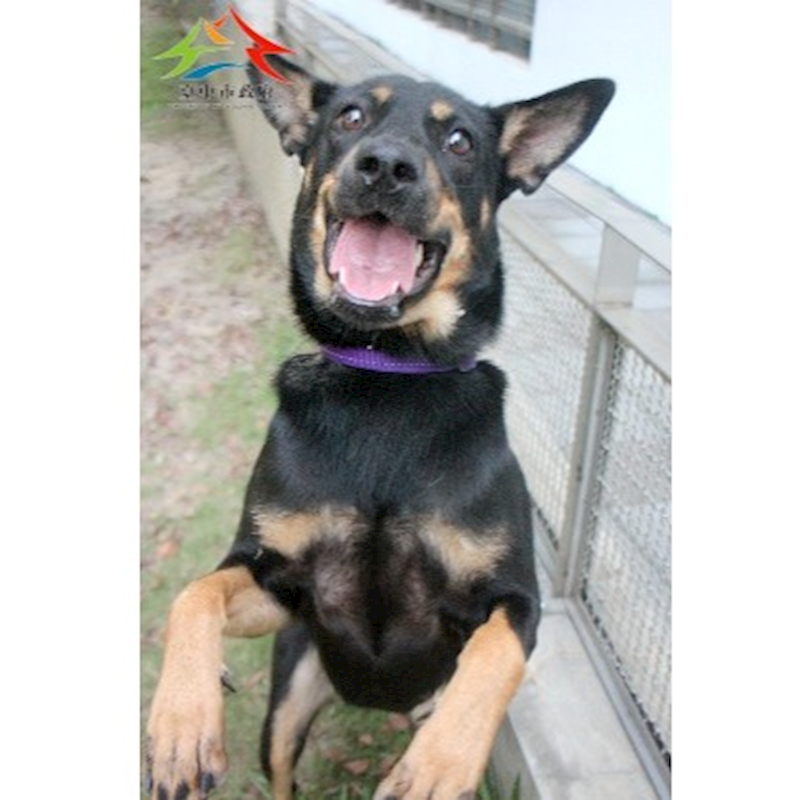 臺中市動物之家后里園區,編號:426317, 混種犬          