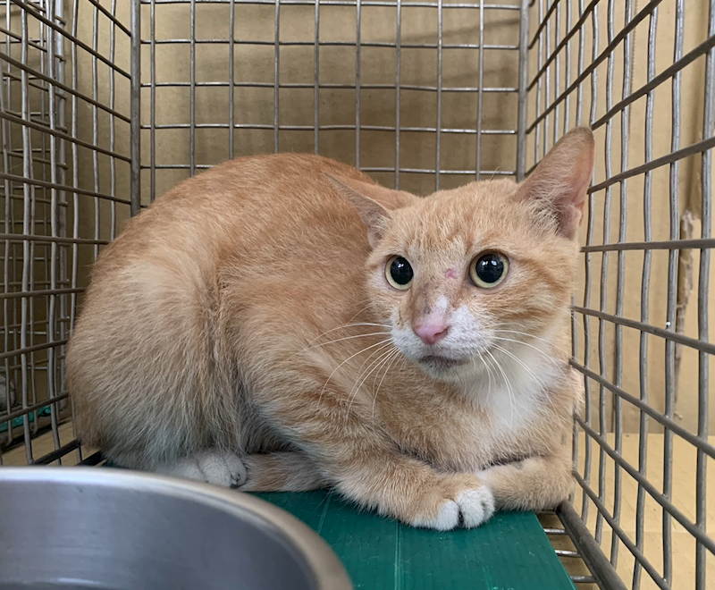 臺北市動物之家,編號:422828, 混種貓                 