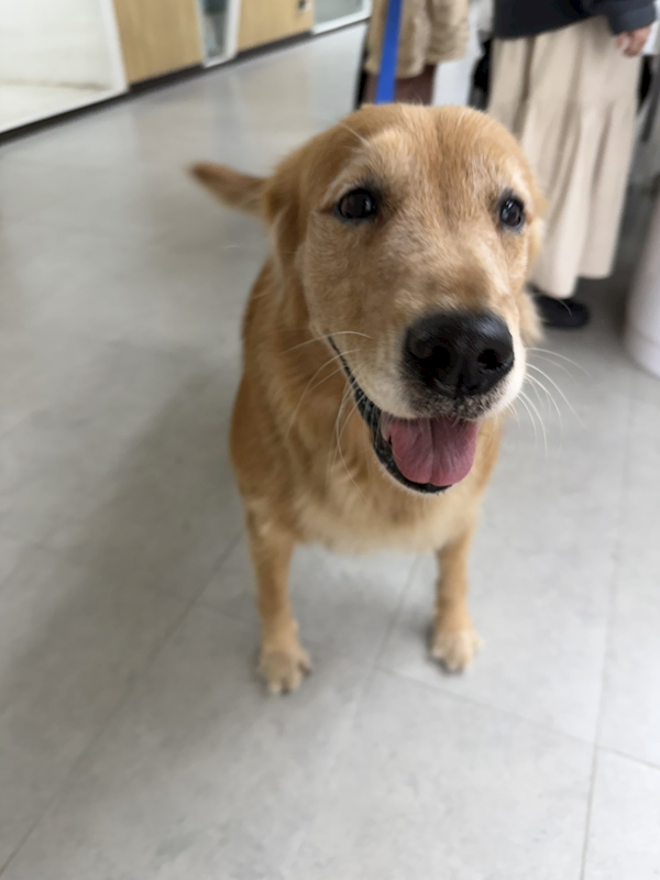 基隆市寵物銀行,編號:432754, 黃金獵犬                