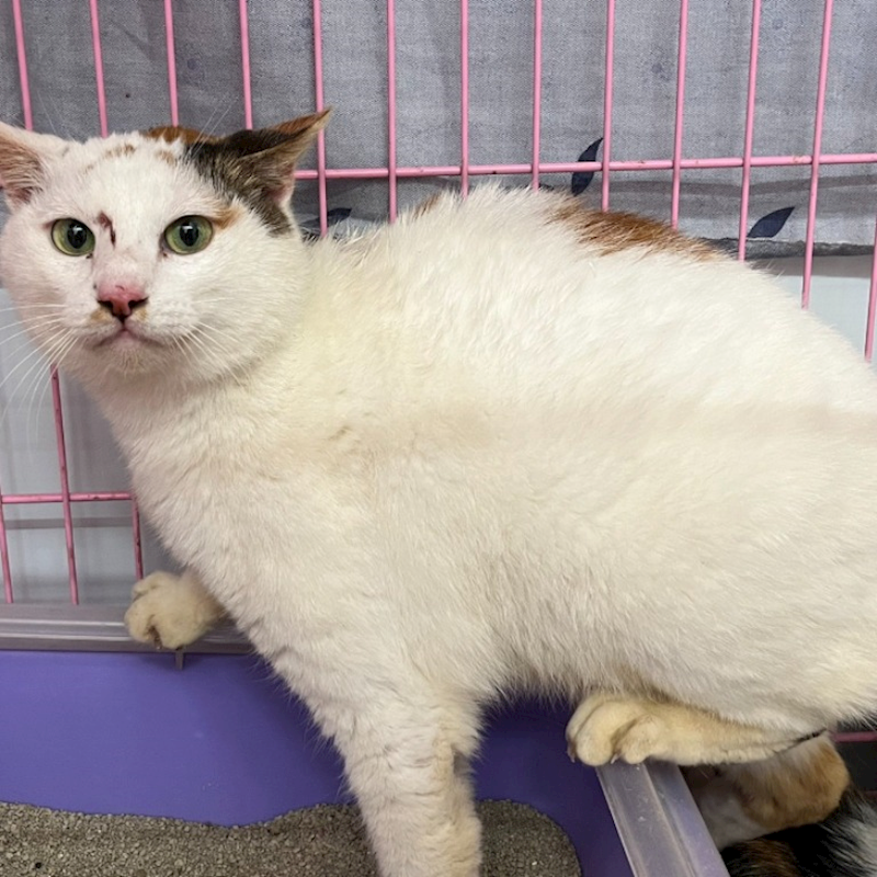 臺北市動物之家,編號:349792, 混種貓                 