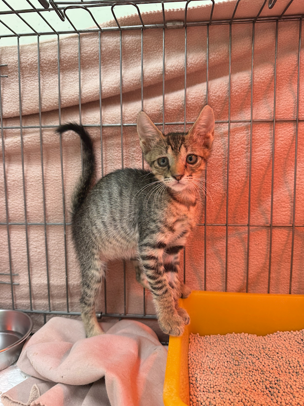 新北市八里區公立動物之家,編號:425689, 混種貓                 