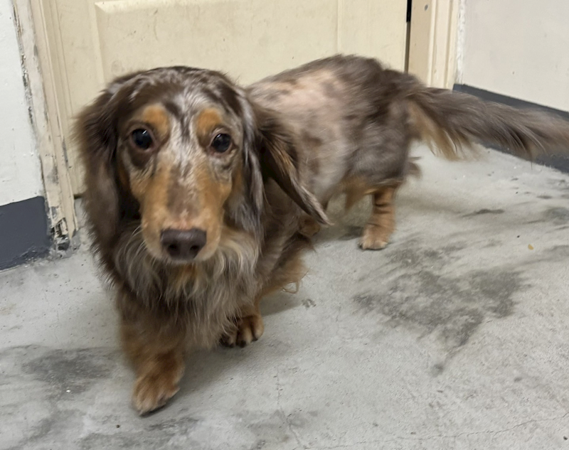 新北市五股區公立動物之家,編號:431619, 臘腸犬