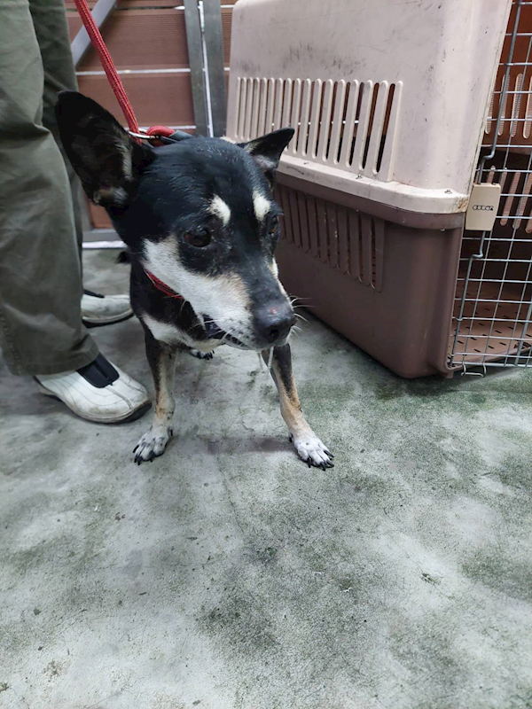 新北市五股區公立動物之家,編號:430680, 混種犬          