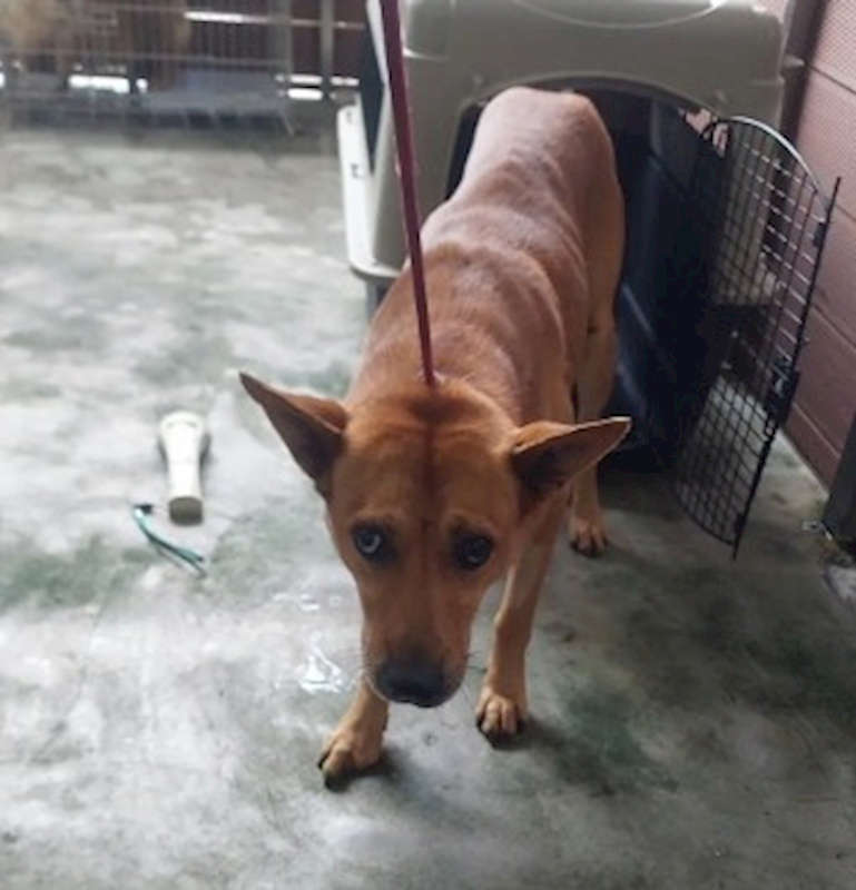 新北市五股區公立動物之家,編號:429791, 混種犬          