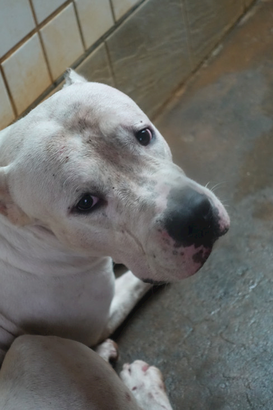 宜蘭縣流浪動物中途之家,編號:427478, 阿根廷杜告犬