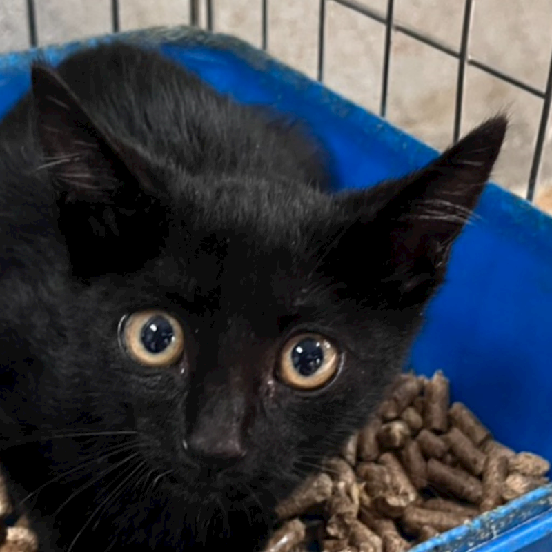 澎湖縣流浪動物收容中心,編號:429362, 混種貓                 