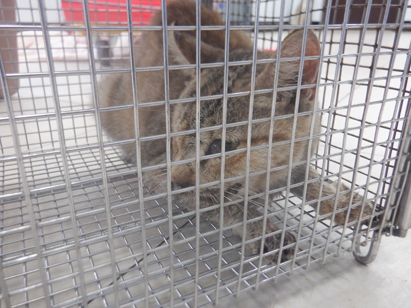 南投縣公立動物收容所,編號:427425, 混種貓                 