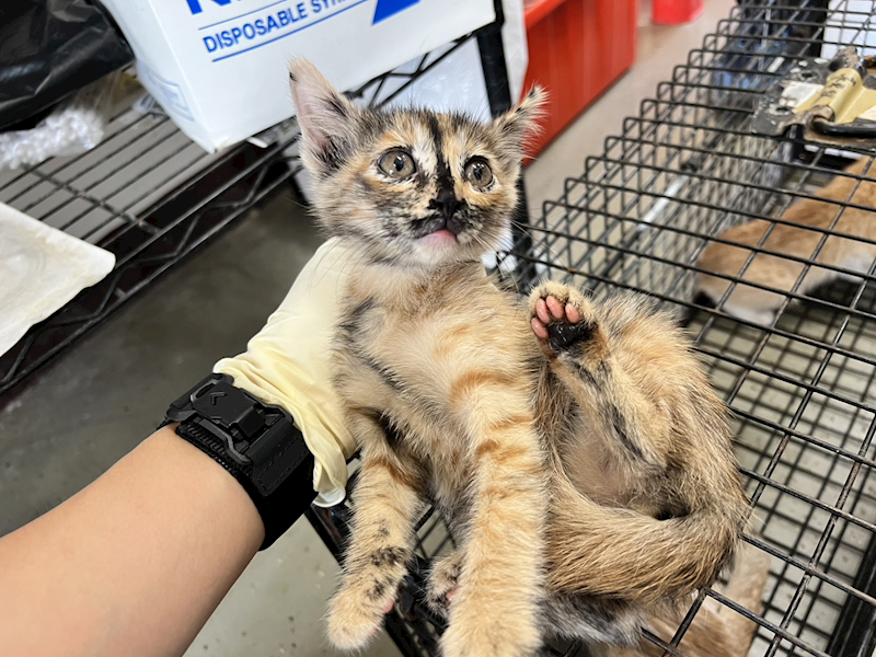 桃園市動物保護教育園區,編號:428773, 混種貓                 