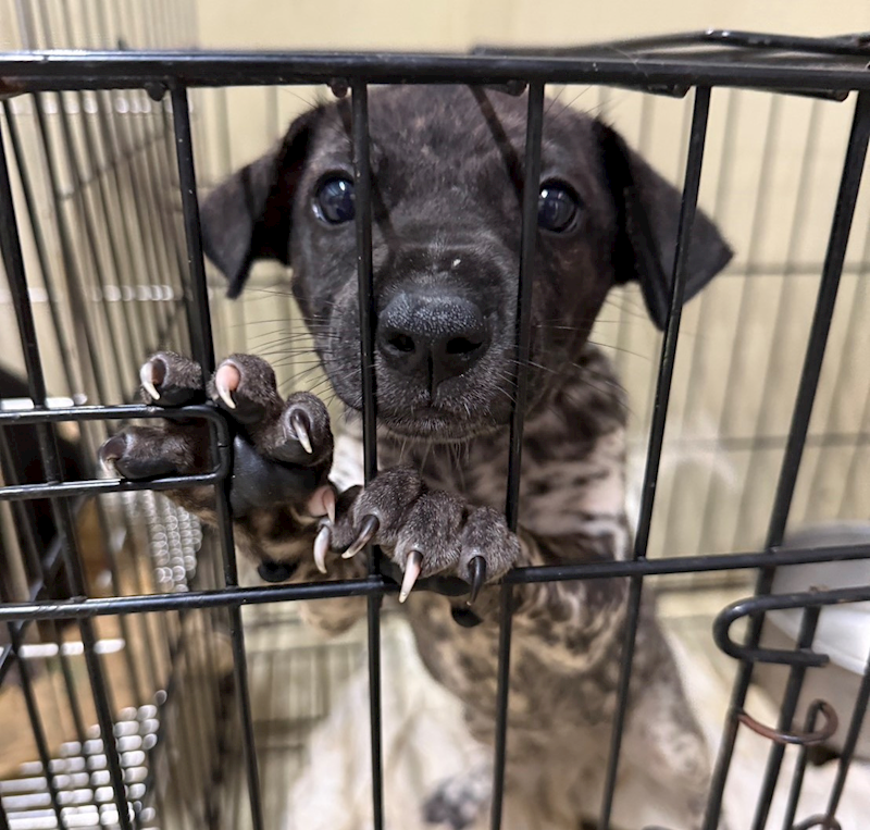 嘉義市動物保護教育園區,編號:414697, 混種犬          