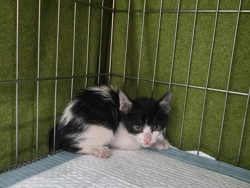 臺北市動物之家,編號:427308, 混種貓                 