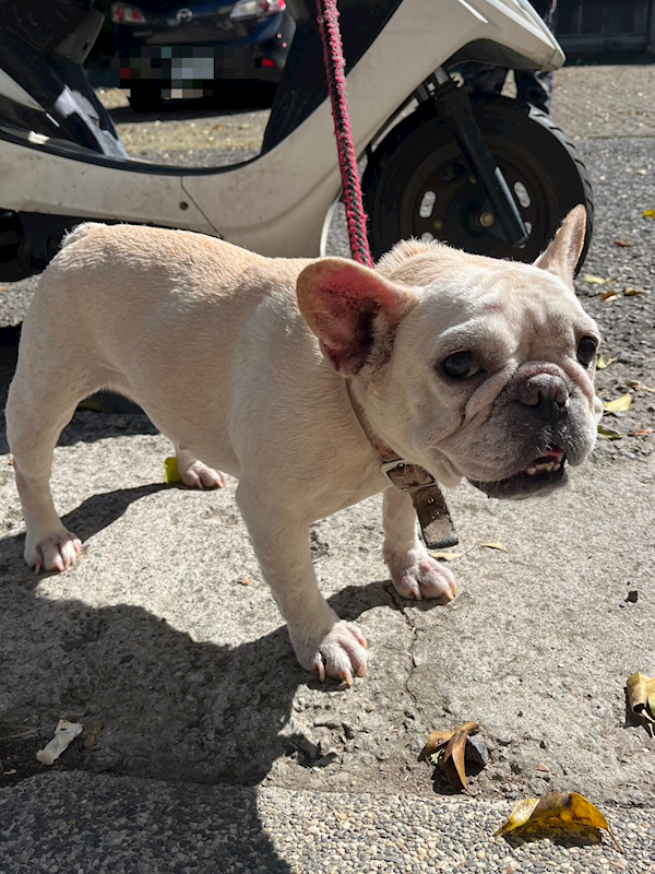 彰化縣流浪狗中途之家,編號:432942, 法國鬥牛犬