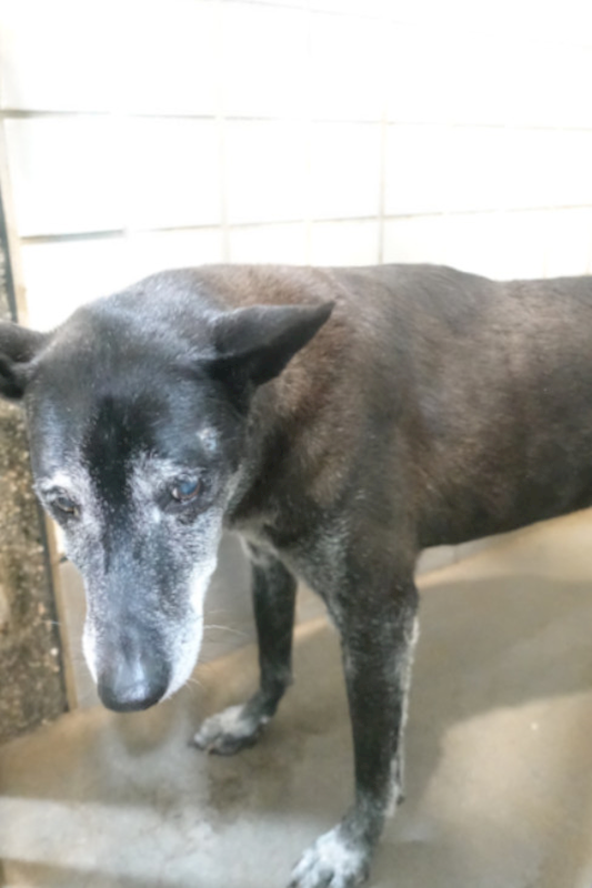 宜蘭縣流浪動物中途之家,編號:433072, 混種犬          