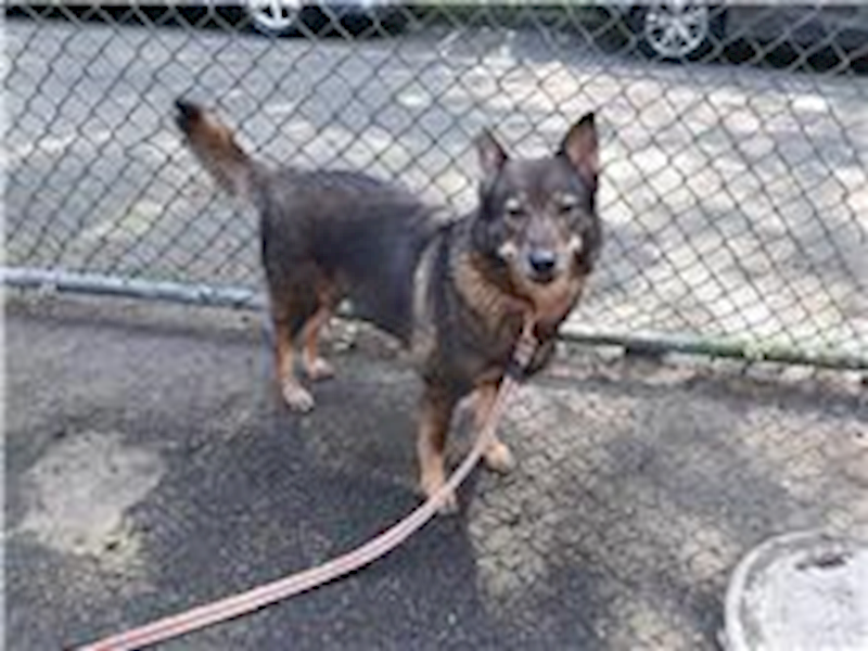 臺北市動物之家,編號:82779, 混種犬          