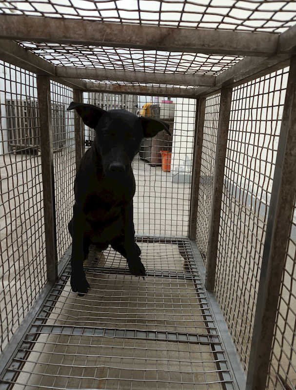 嘉義縣動物保護教育園區,編號:433094, 混種犬          