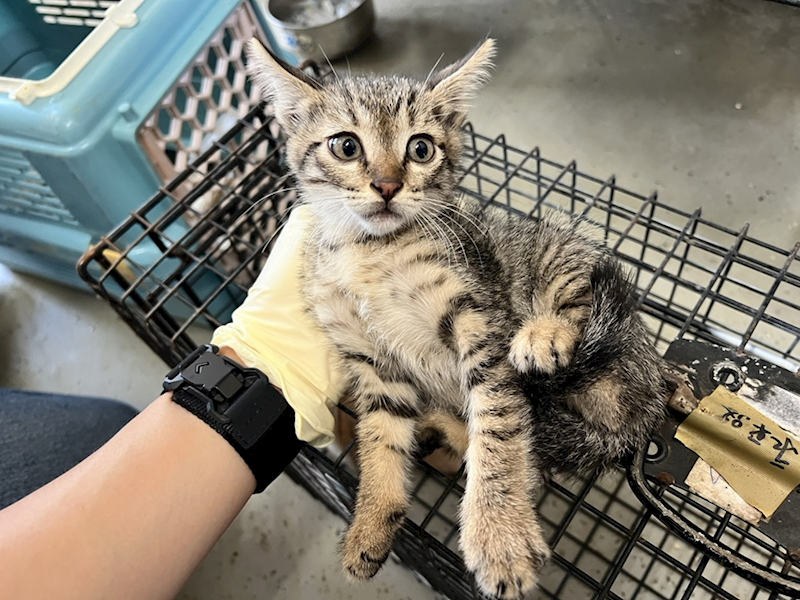 桃園市動物保護教育園區,編號:428776, 混種貓                 