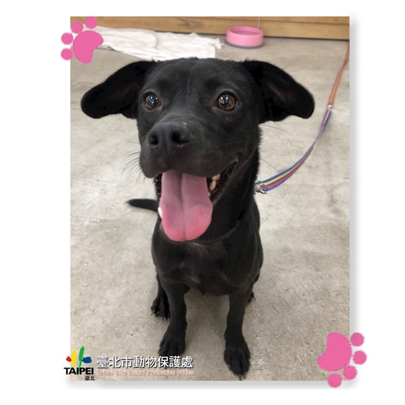 臺北市動物之家,編號:294472, 混種犬          